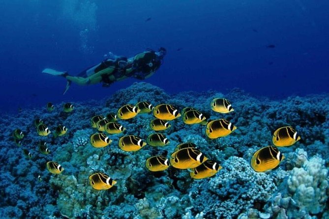 Red Sea: Semi Submarine Trip & Snorkeling - Pickup, Timing, and How the 2.5-Hour Day Actually Fits