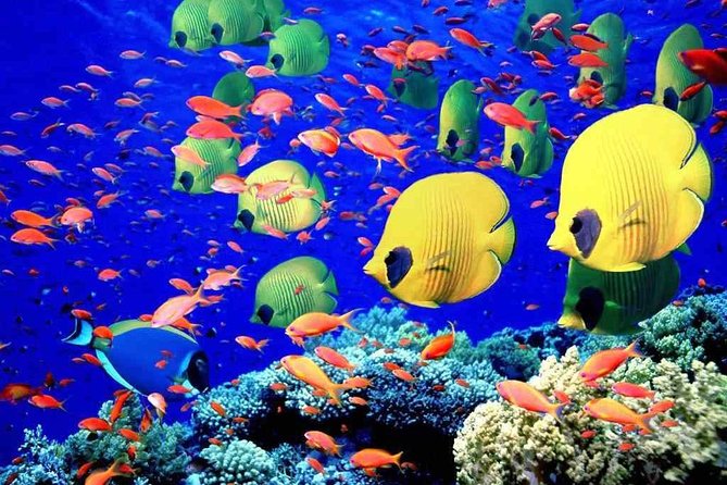 Red Sea Snorkeling from Hurghada - Hurghada hotel pickup and the 9:00 AM start