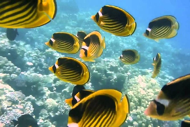 Red Sea Snorkeling from Hurghada - Giftun Island beach stop: a good rest, or a detour?