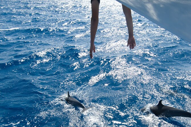 Red Sea Wonders Dolphin House Snorkeling Cruise & Lunch_ Hurghada - Key moments I’d plan around