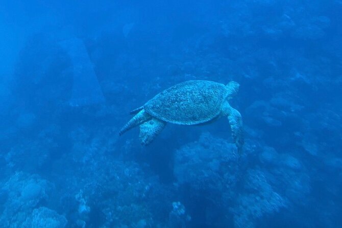 Safaga & Makadi Bay: Royal Seascope Submarine cruise with pickup - Who this is best for (and who might want a different plan)