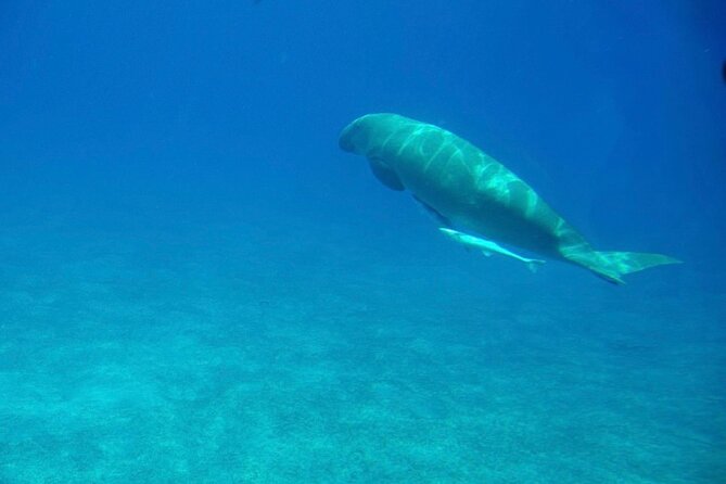 Safaga & Makadi Bay: Royal Seascope Submarine cruise with pickup - Should you book the Royal Seascope semi-submarine from Hurghada?