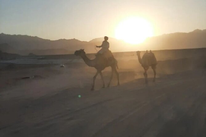 Safari 5 in 1 Quads Camels Star Gazing in Sharm El Sheikh - Dinner and Show: BBQ Buffet, Salad Variety, and Performances