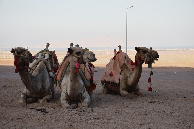 Safari Quad Bike Adventure, Camel, Show, Dinner & Stargazing - Group size and logistics: the part that can change your mood