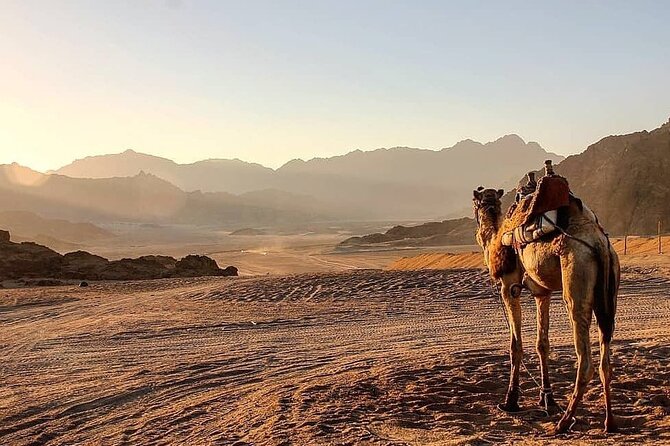 Safari quad, jeep, camel ride, show and dinner Hurghada - Group size and the kind of experience you’re buying