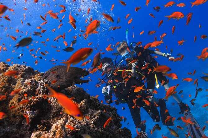 Safe Try dive-Personal instructor, 1:1 experience, Top boat - What You Can Expect to See: Corals, Fish, and That First Wow Moment