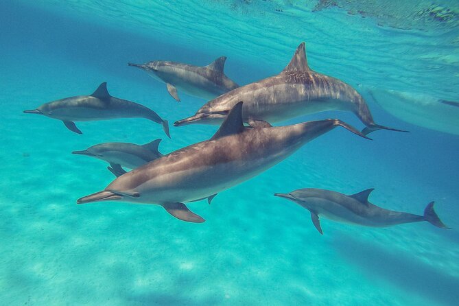 Sataya Dolphin House Boat Trip in Marsa Alam - Key things to know before you go