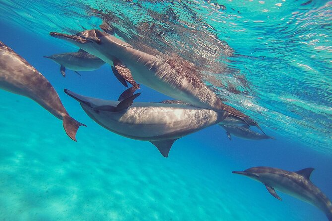 Sataya Dolphin House Boat Trip in Marsa Alam - Snorkeling stop #1: Coral reefs and the stuff you’ll actually notice
