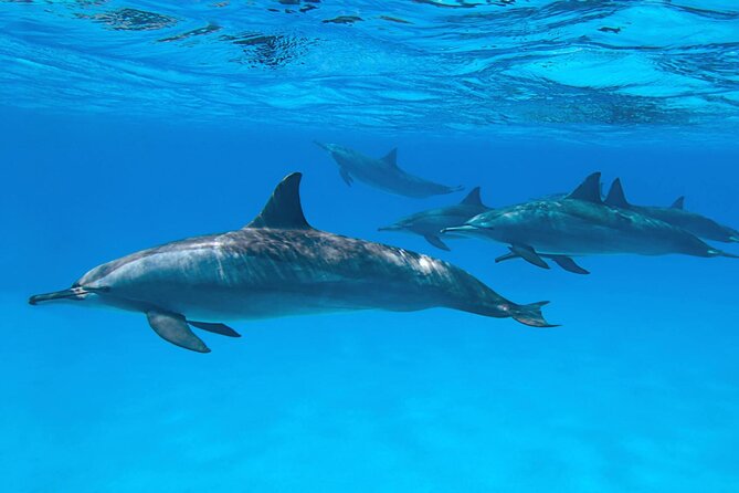 Sataya Dolphin House Boat Trip in Marsa Alam - Sataya Dolphin House: seeing spinner dolphins while you’re snorkeling