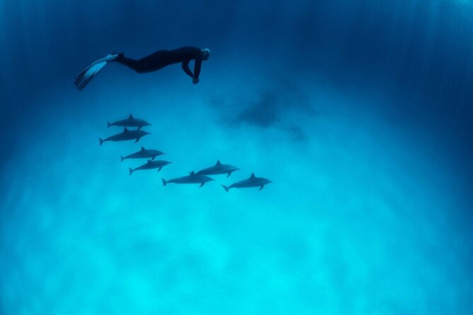 Sataya Dolphin House Boat Trip in Marsa Alam - Price and what $80 actually covers (plus what isn’t included)