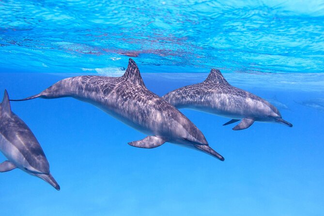 Sataya Dolphin House Boat Trip in Marsa Alam - Practical tips to make your snorkel day smoother