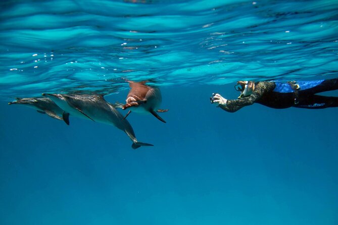 Sataya Dolphin House Boat Trip in Marsa Alam - From 7:30 pickup to the first snorkeling stop