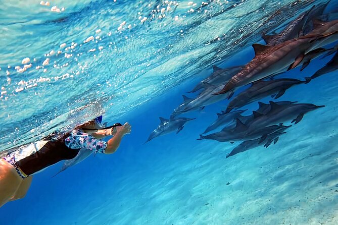Sataya Dolphin House Snorkel Trip - Marsa Alam - Why Sataya Reef is special for dolphin snorkelers