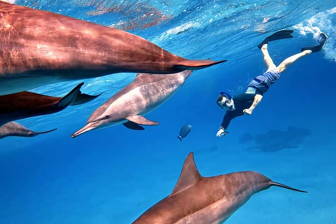 Sataya Dolphin House Snorkel Trip - Marsa Alam - The second snorkeling stop: coral, fish, and that Red Sea wow
