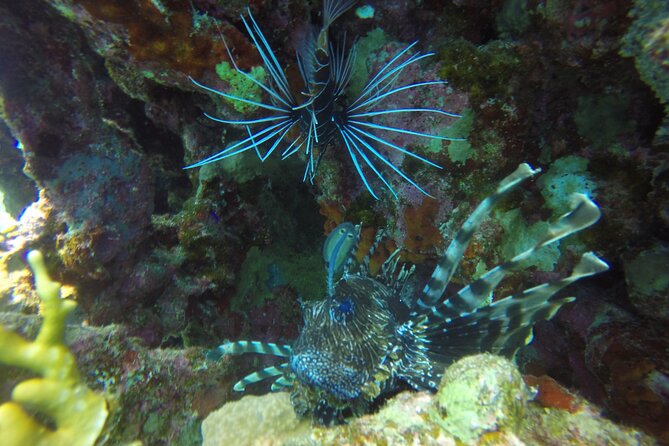Scuba Diving 2 Dives from the Boat - Two Red Sea underwater sites: what this format gives you