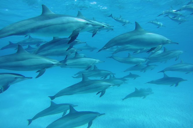 Sea Trip to Dolphin House & Snorkeling With Lunch - Marsa Alam - Dolphin House and Sataya Reef: what you’re really paying for