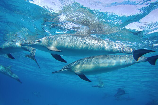 Sea Trip to Dolphin House & Snorkeling With Lunch - Marsa Alam - Who this tour suits best (and who should reconsider)