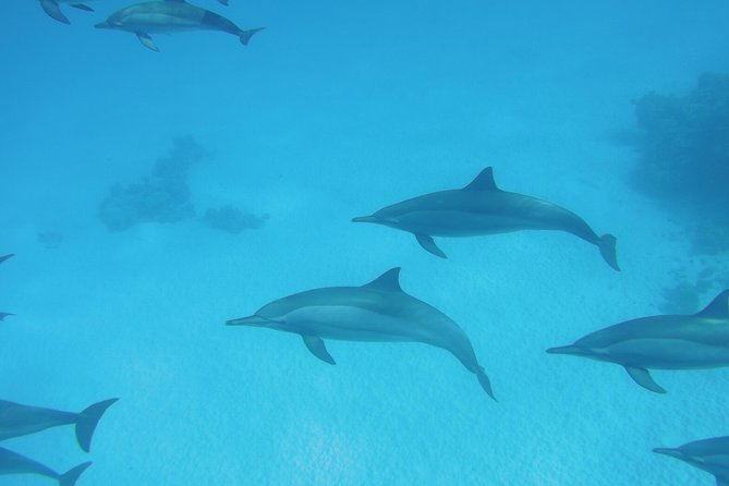 Sea Trip to Dolphin House & Snorkeling With Lunch - Marsa Alam - Boat day itinerary: Dolphin House, then two snorkeling stops