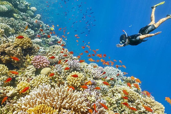 Seascope Submarine Hurghada - Seascope Submarine Hurghada: What You’re Paying For