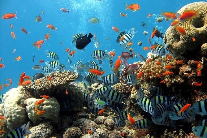 Semi Submarine Hurghada - Key things to know before you go