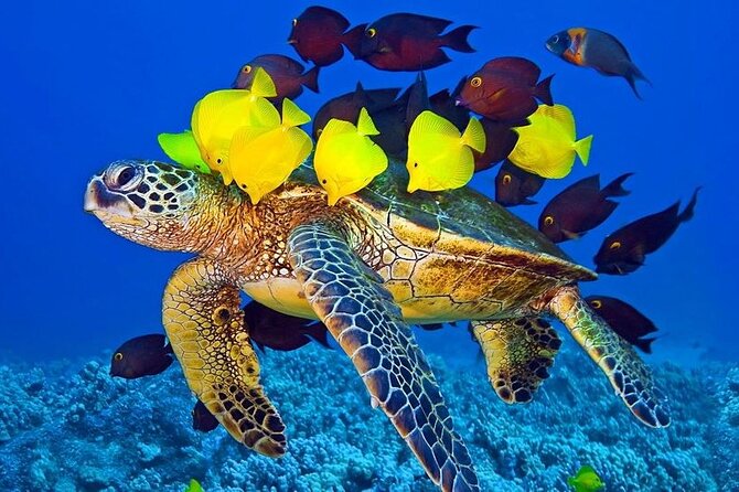 Semi-Submarine, Snorkeling Sea Trip With Transfer – Hurghada - Who Should Book This, and Who Might Skip It?
