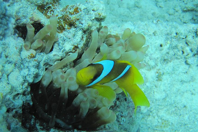 Semi Submarine Tour 2 Hours With Transfer - Sharm El Sheikh - Your 2 Hours at Sea: How the Reef Cruise Works