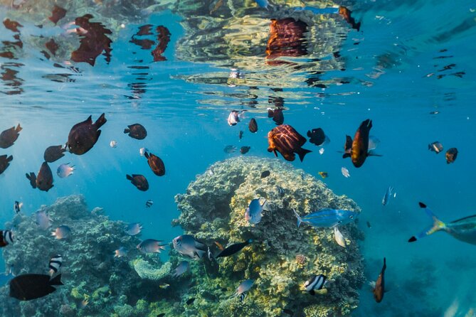 Semi Submarine Trip 2 Hours With Transfer from Sharm - Key Highlights You’ll Actually Care About
