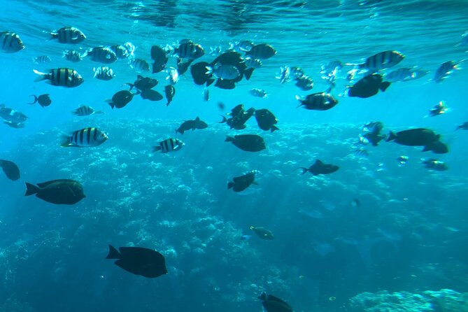Semi Submarine Trip 2 Hours With Transfer from Sharm - Weather Rules: Why Your Day Depends on the Sea