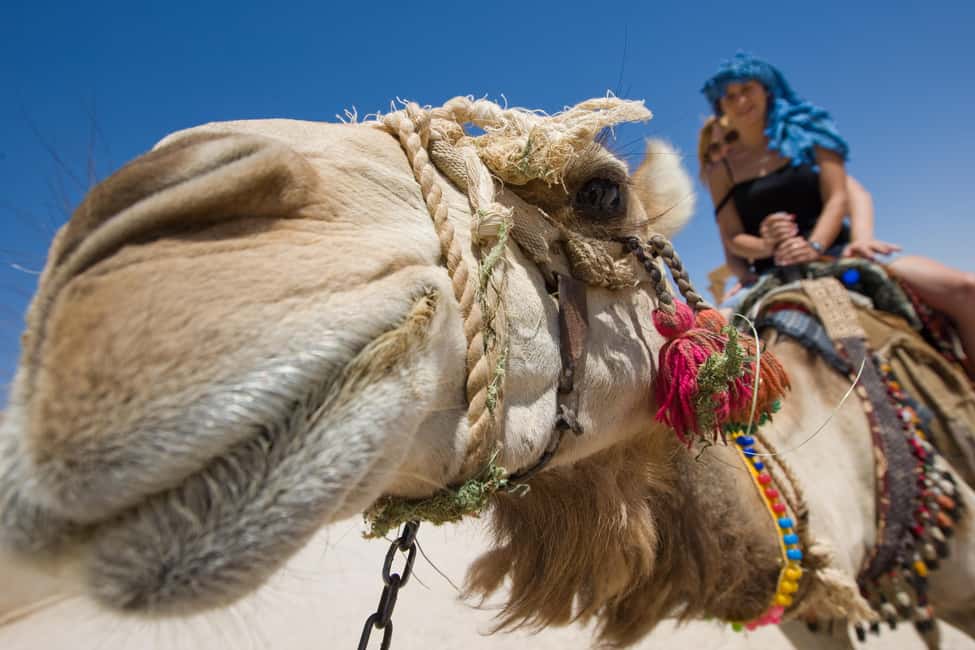 Sharm El-Sheikh: Camel Riding, Stargazing, BBQ Dinner & Show - Key things I’d circle before you go