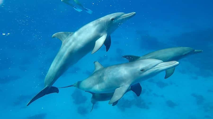 Sharm El Sheikh: Day sail to White island and Ras Mohamed - White Island visit (tide-dependent): photos, downtime, and a reality check