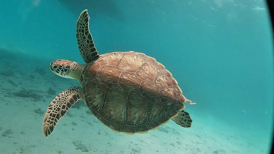 Sharm El Sheikh: Day sail to White island and Ras Mohamed - Onboard lunch and drinks: buffet that actually works during a long day