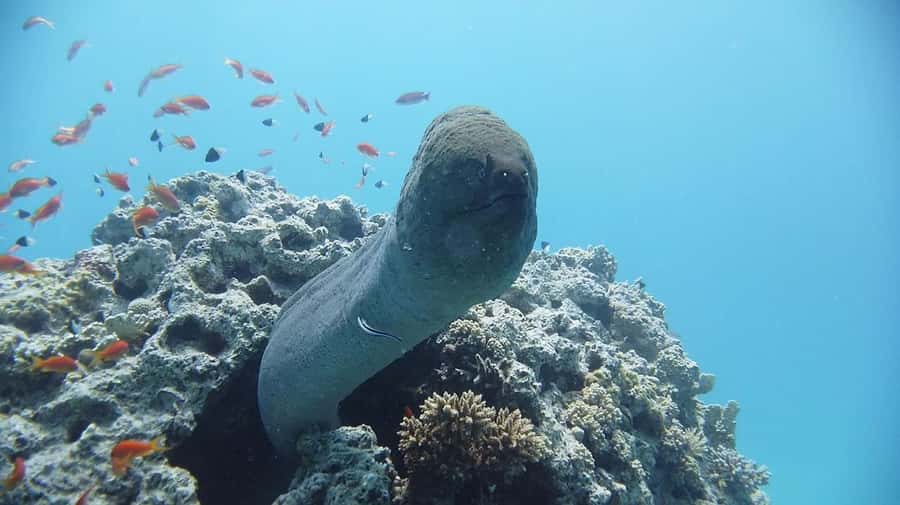 Sharm El Sheikh: Day sail to White island and Ras Mohamed - Price and value: why $31 can make sense for this mix