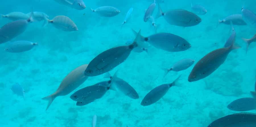 Sharm El Sheikh: Glass Bottom Boat Tour & Private Transfer - The glass-bottom boat: what you’re really paying for