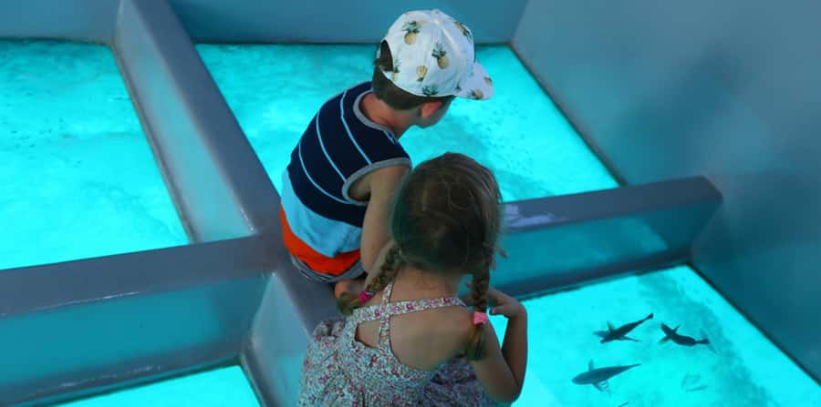 Sharm El Sheikh: Glass Bottom Boat Tour & Private Transfer - Great brain coral: the star you’re aiming for