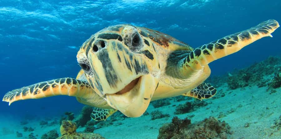 Sharm El Sheikh: Glass Bottom Boat Tour & Private Transfer - Price and value: is $33 a fair deal?