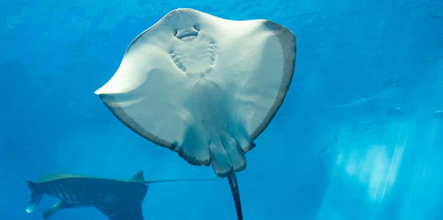 Sharm El Sheikh: Glass Bottom Boat Tour & Private Transfer - Naama Bay to the reef gardens: how the route works