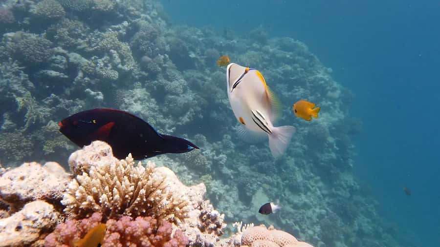 Sharm El Sheikh: Ras Mohamed and White island cruise - Key points before you go