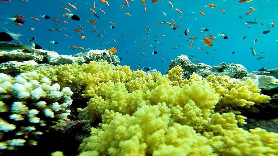 Sharm El Sheikh: Ras Mohamed and White island cruise - Snorkeling at Ras Mohammed: your guided route through the reefs