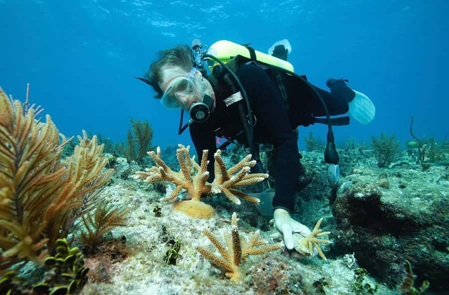 Sharm El Sheikh: Ras Mohamed and White island cruise - Who this fits best (and who may want a different trip)