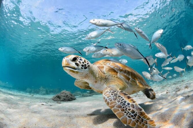 Sharm El Sheikh: Ras Mohamed, White Island, Snorkel and Diving - White Island: The Beach Stop That Makes the Day Feel Like a Reward