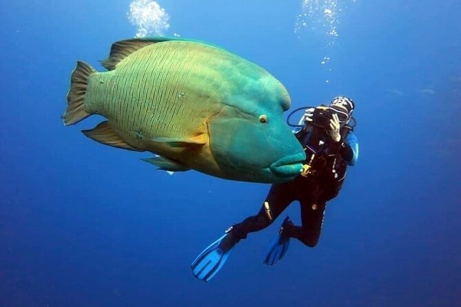 Sharm El Sheikh: Ras Mohamed, White Island, Snorkel and Diving - Ras Mohammed National Park: Reefs, Marine Life, and Your First Water Time