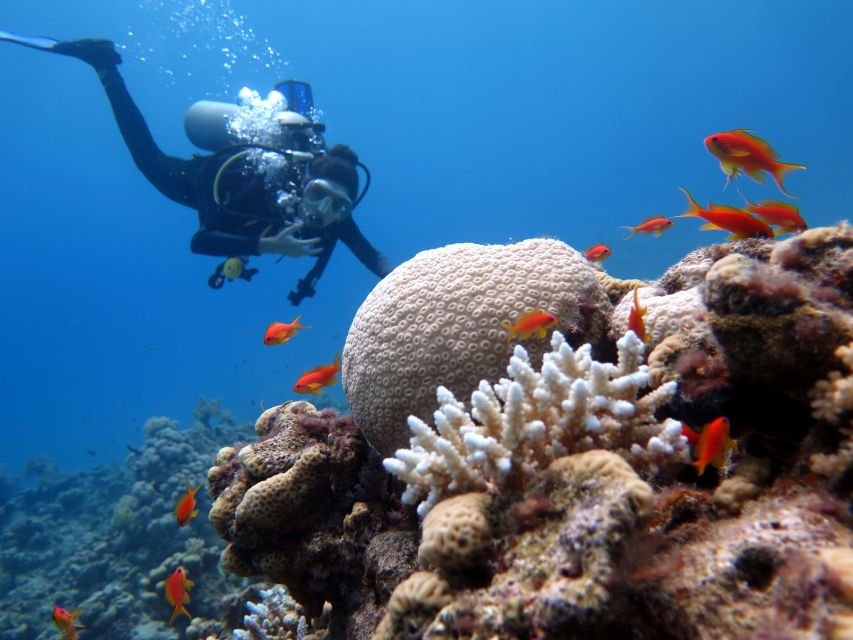 Sharm El Sheikh: Ras Mohamed & White Island Snorkel or Dive - White Island stop: the calm water break you will remember