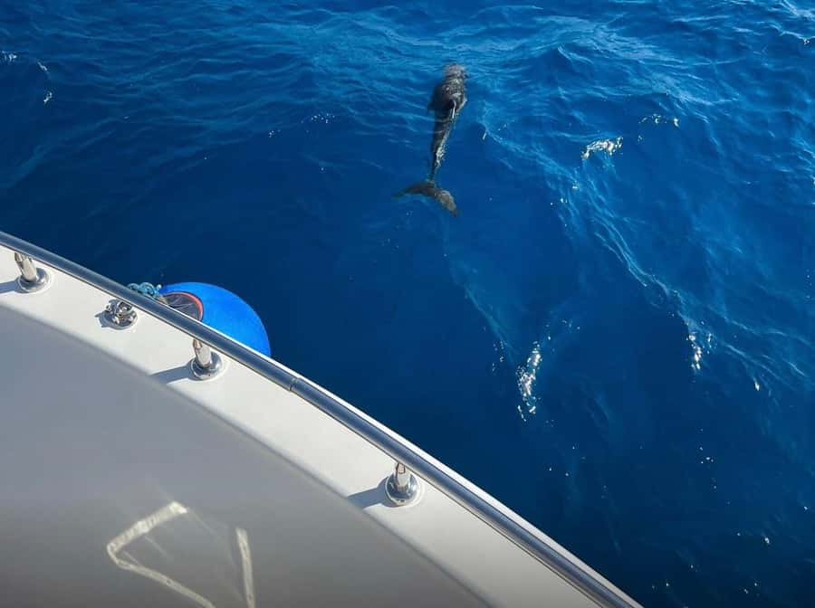 Sharm el-Sheikh: Ras Mohammed Elite VIP Cruise and BBQ Lunch - Three Snorkeling Stops at Ras Mohammed: The Real Star