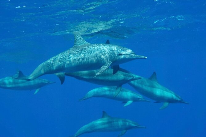 Sharm El-Sheikh: Royal Seascope Submarine cruise in with pickup - Your onboard experience: short, focused, and family-friendly