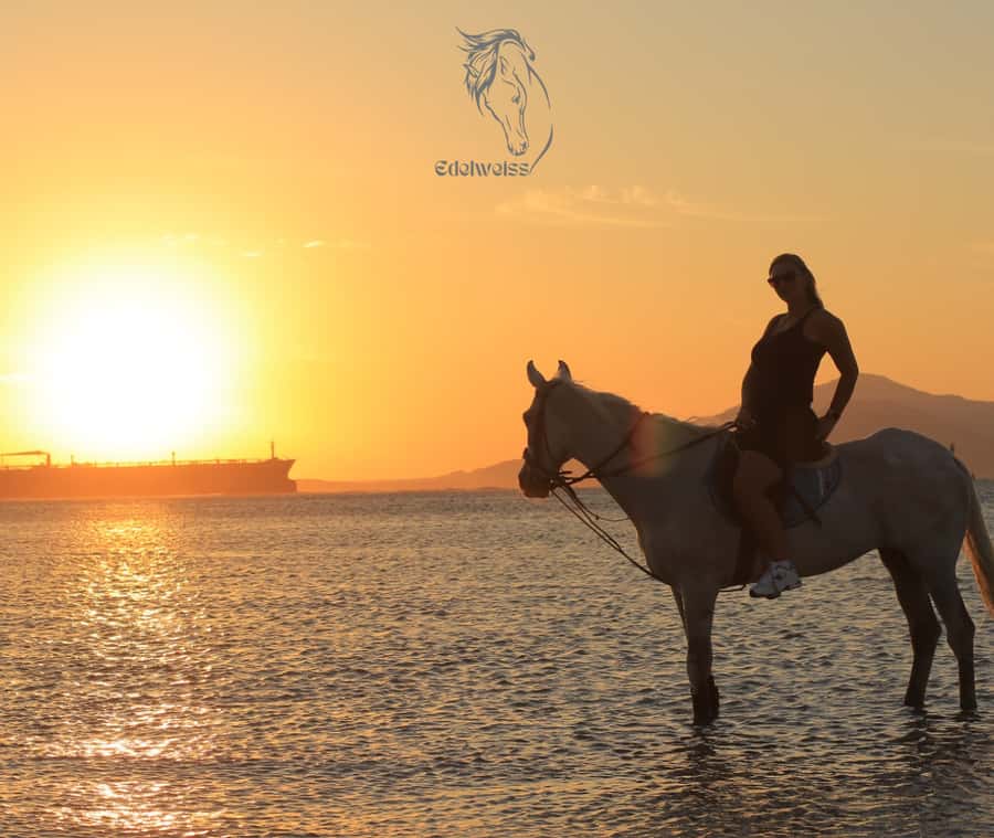 Sharm El Shiekh: Beach and City Desert Horse Riding Tour - The Ride Through Sharm El Sheikh City Desert: Getting Into the Saddle Rhythm