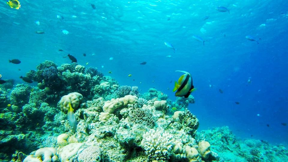 Sharm: Introductory Dive from the Shore & PADI Courses - Key Things I’d Watch For
