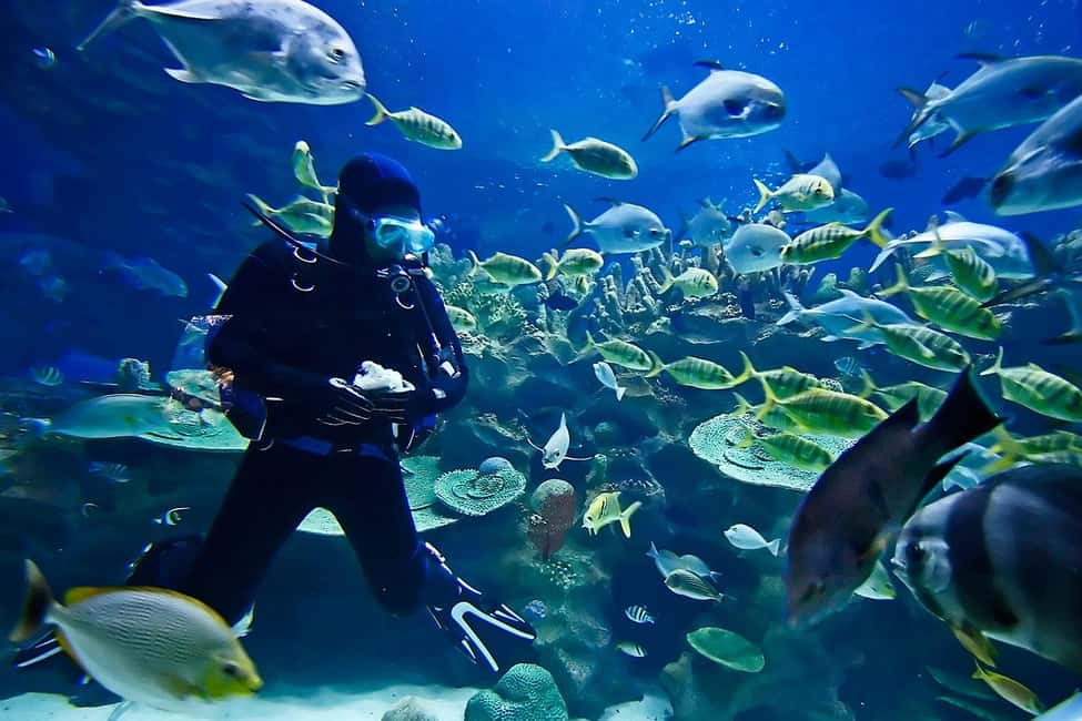 Sharm: Introductory Dive from the Shore & PADI Courses - Should You Book This Shore Intro and PADI Option?
