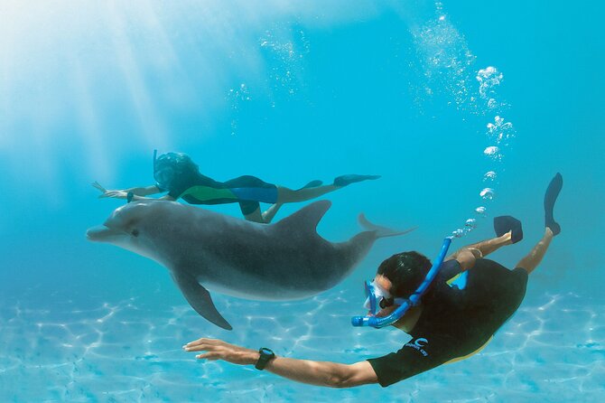 Snorkel at The Dolphin House Adventure In Hurghada - Key highlights at a glance