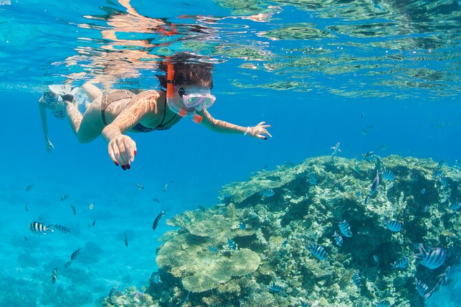 Snorkeling and Diving to Ras Mohamed And White Island by VIP Boat - What You’ll Actually Do All Day