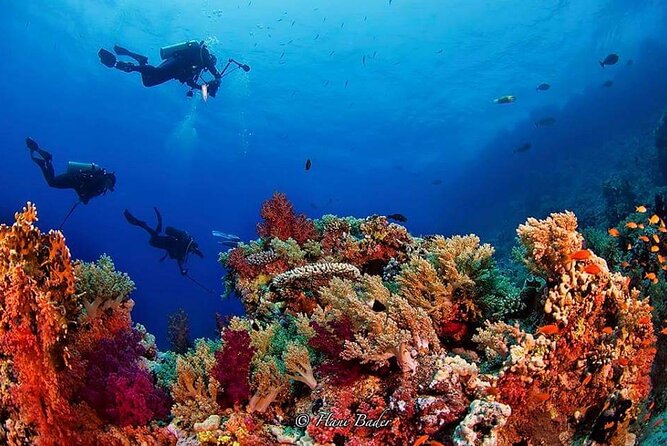 Snorkeling at Ras Mohamed in Sharm El Sheikh - Ras Mohammed National Park: why this Red Sea snorkeling stop is different